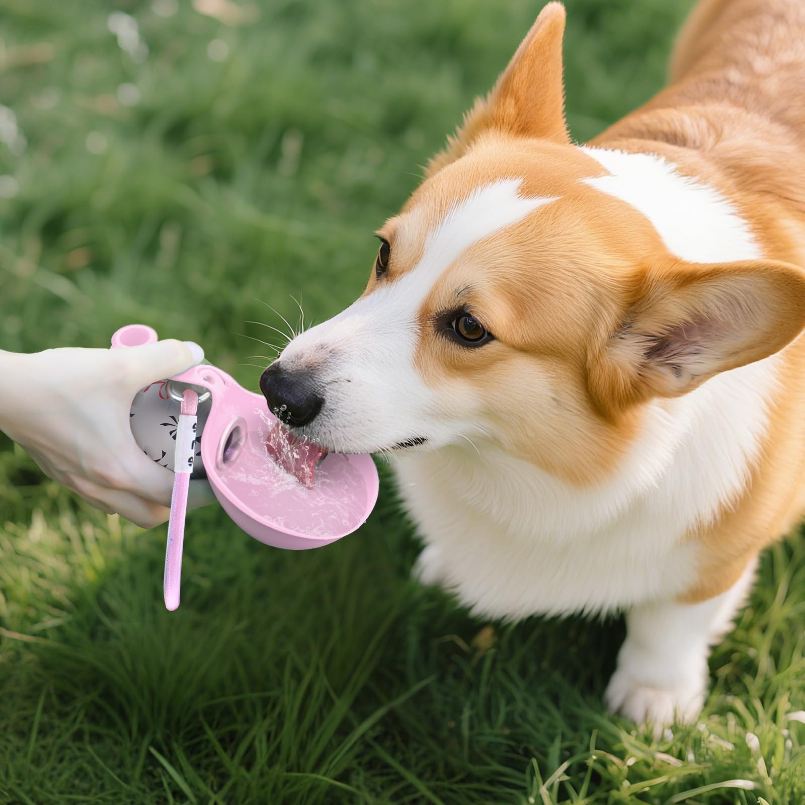 Cão a beber água fresca da tigela de silicone durante o passeio de verão