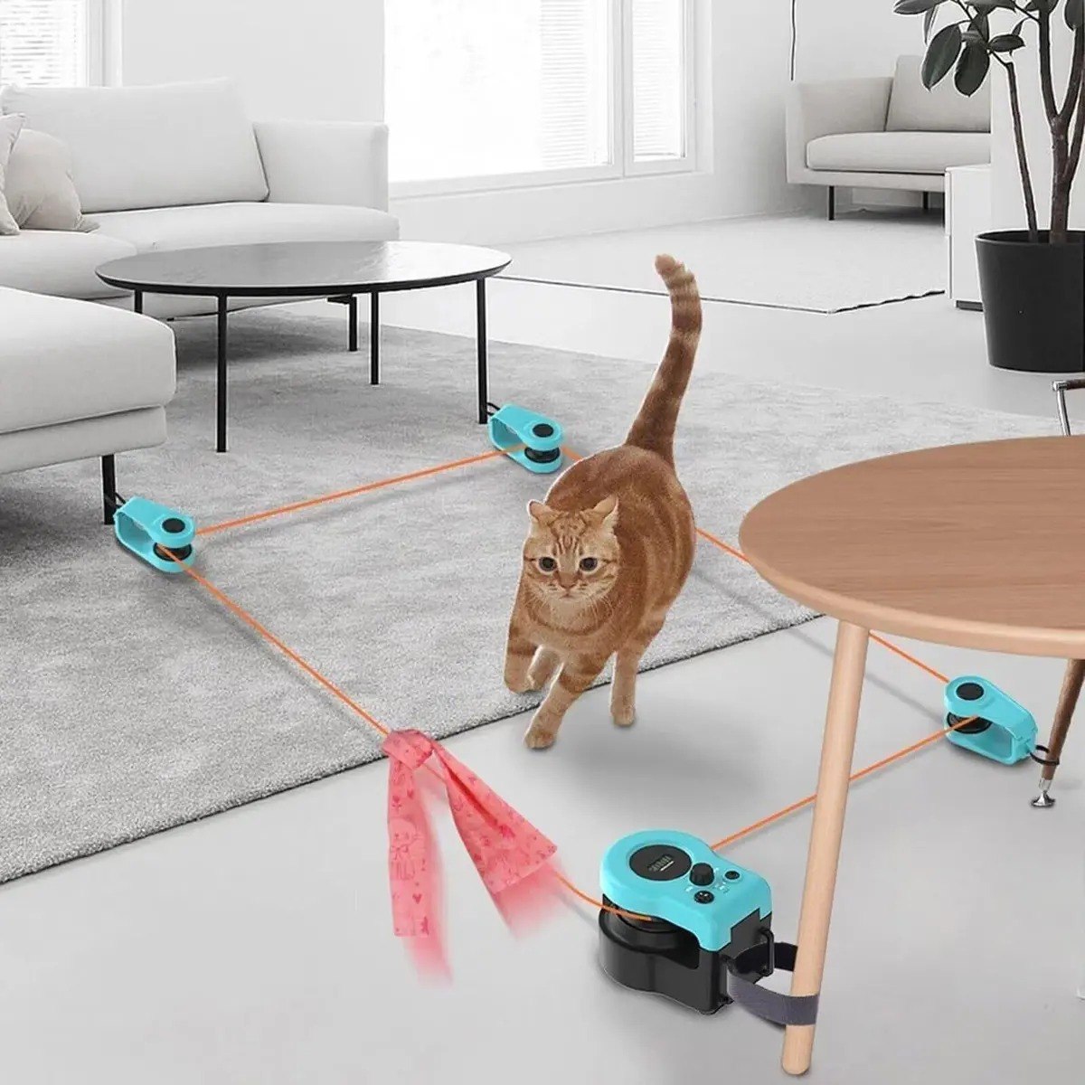 Gato a perseguir o brinquedo interativo na sala